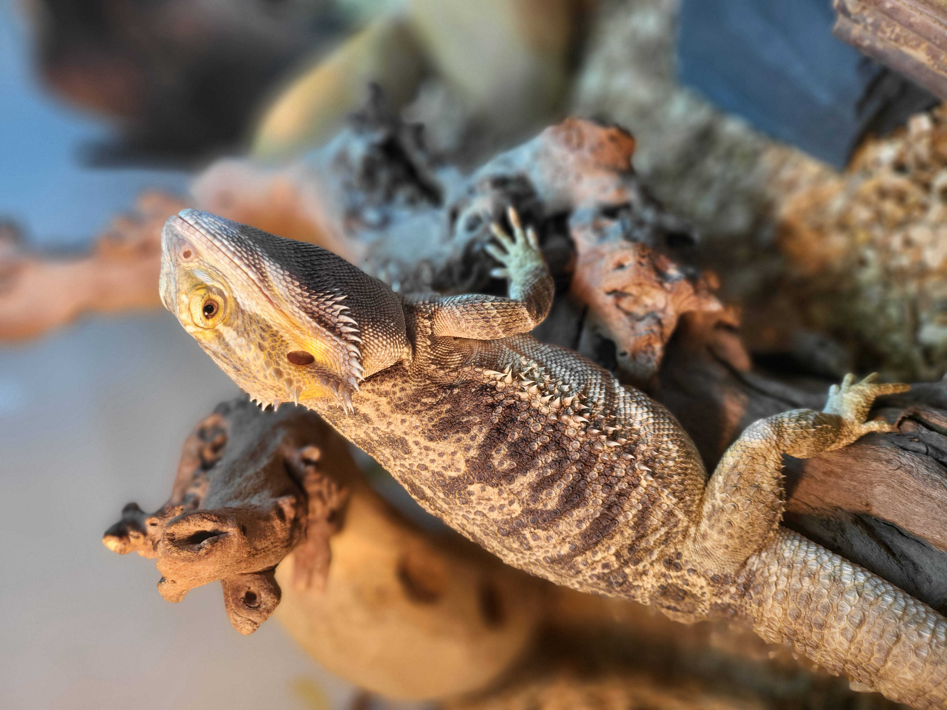 Peggy - Animal Encounters