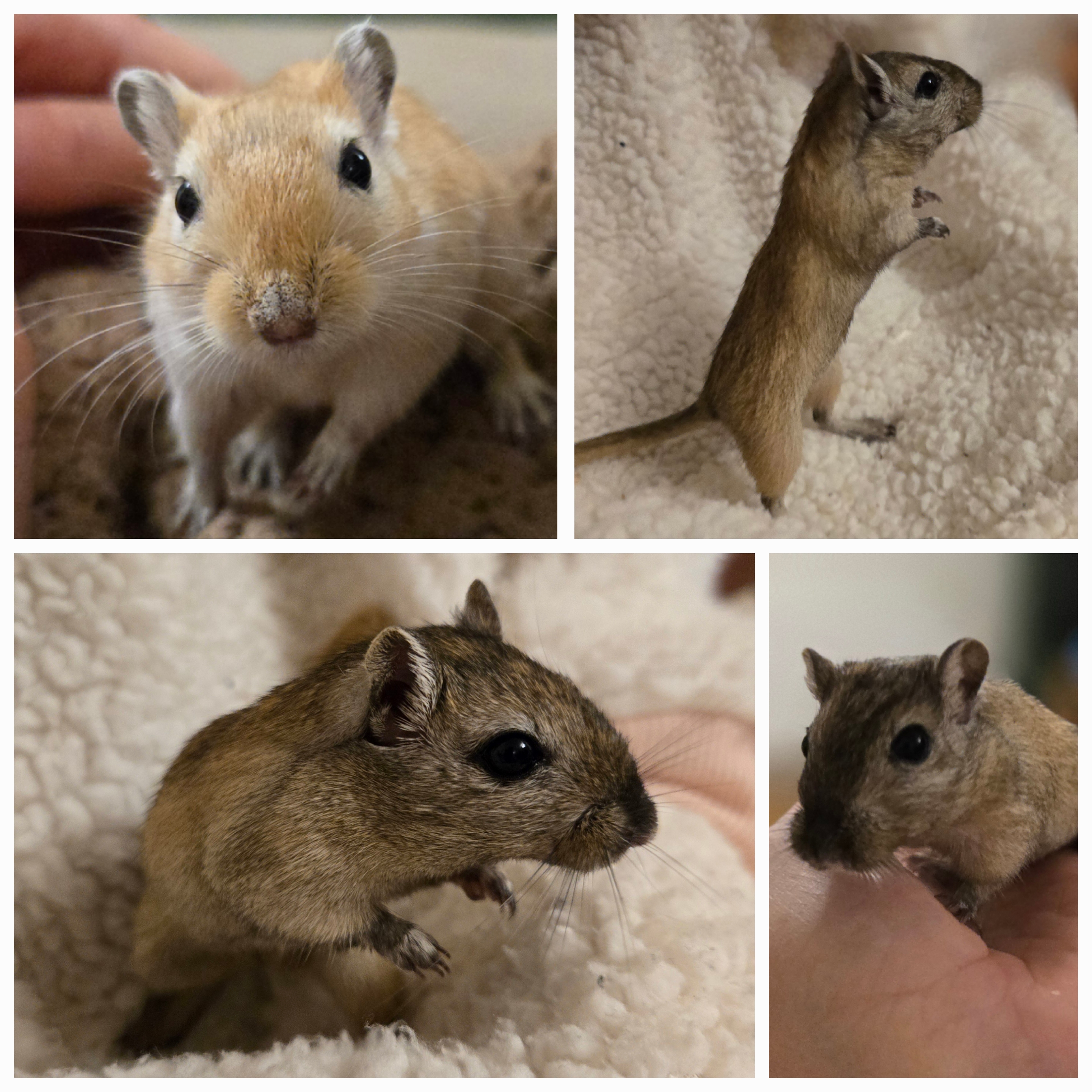 Gerbils - Animal Encounters