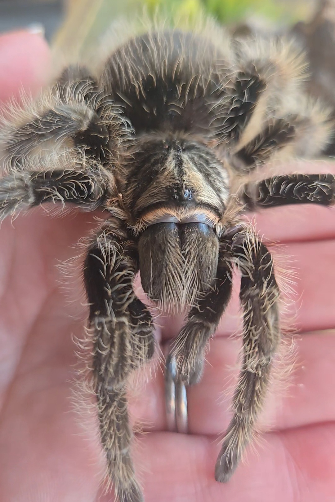 Curly Haired Tarantula - Animal Encounters
