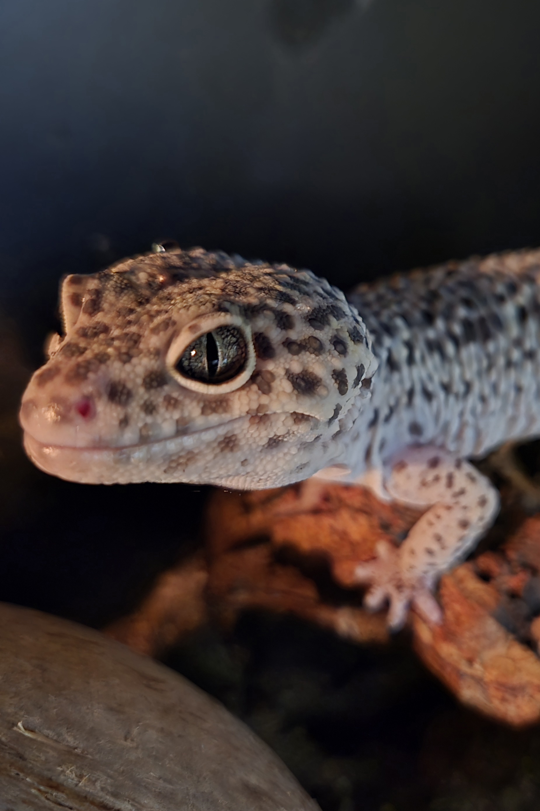 Leopard Gecko - Animal Encounters