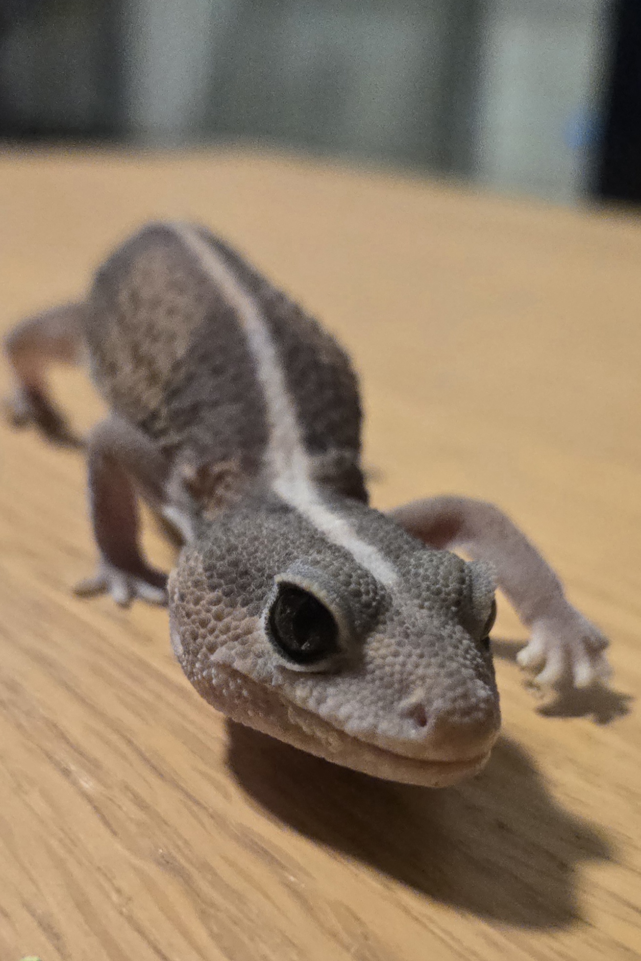 African Fat Tailed Gecko - Animal Encounters