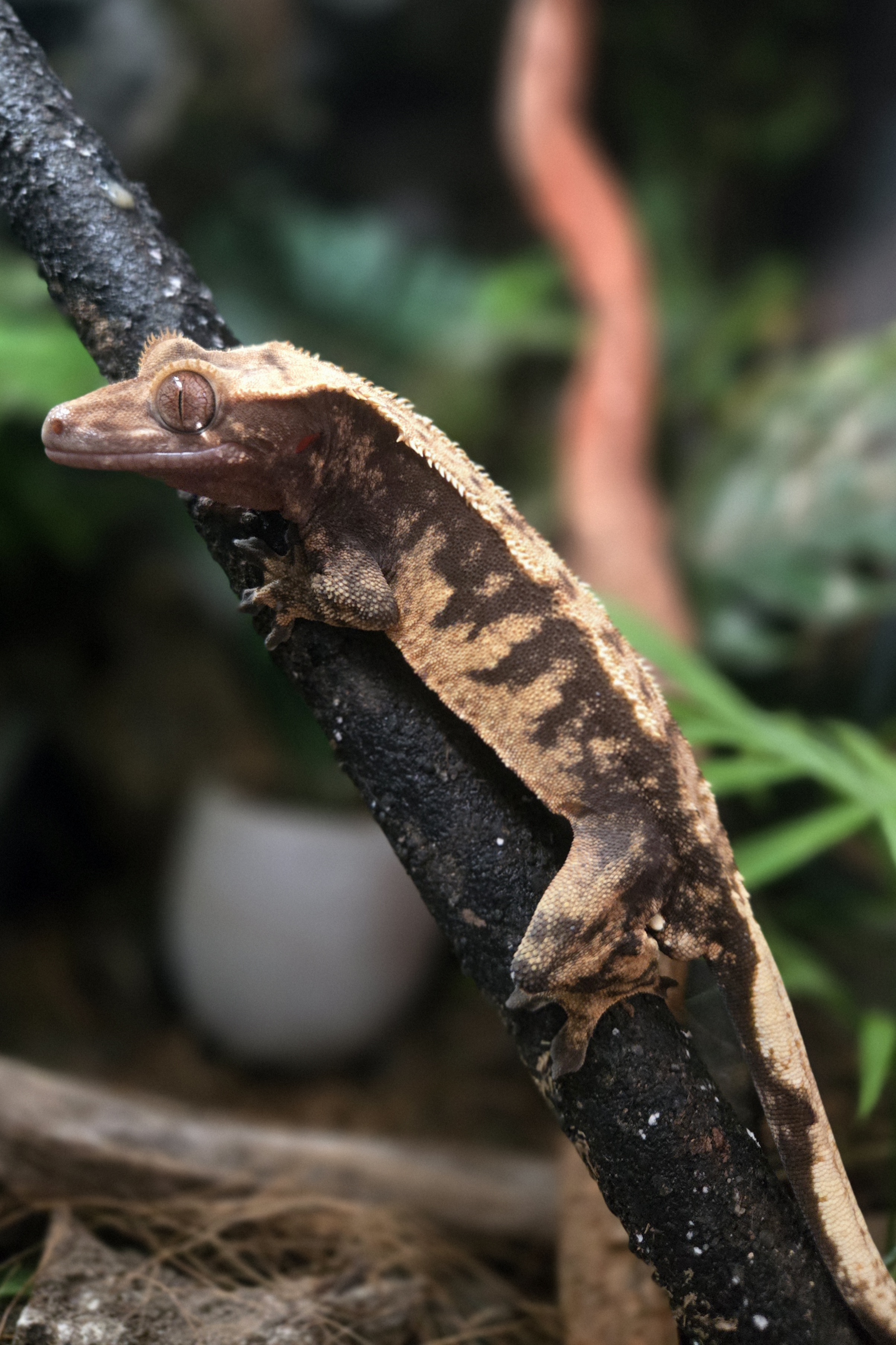 Crested Gecko - Animal Encounters