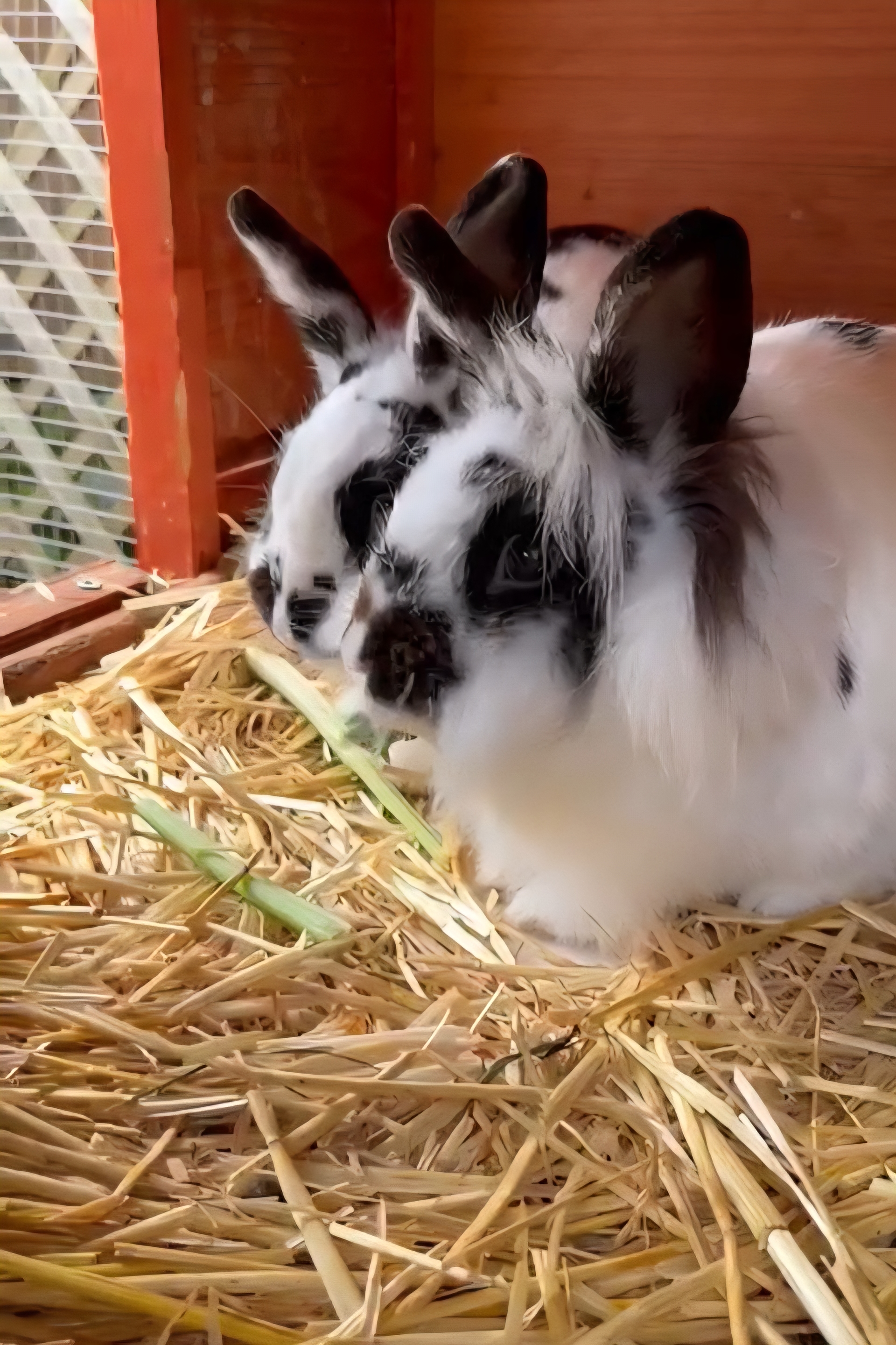 Battenburg & Flapjack - Animal Encounters