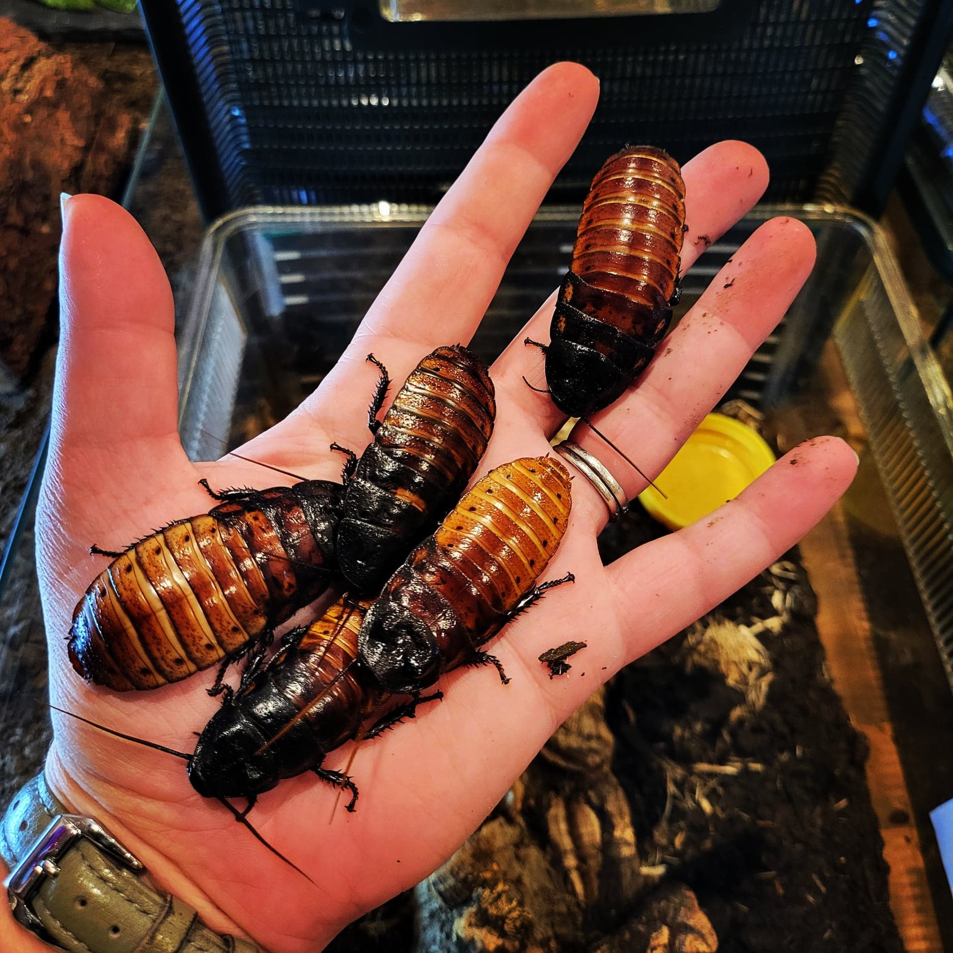 Hissing Cockroaches - Animal Encounters
