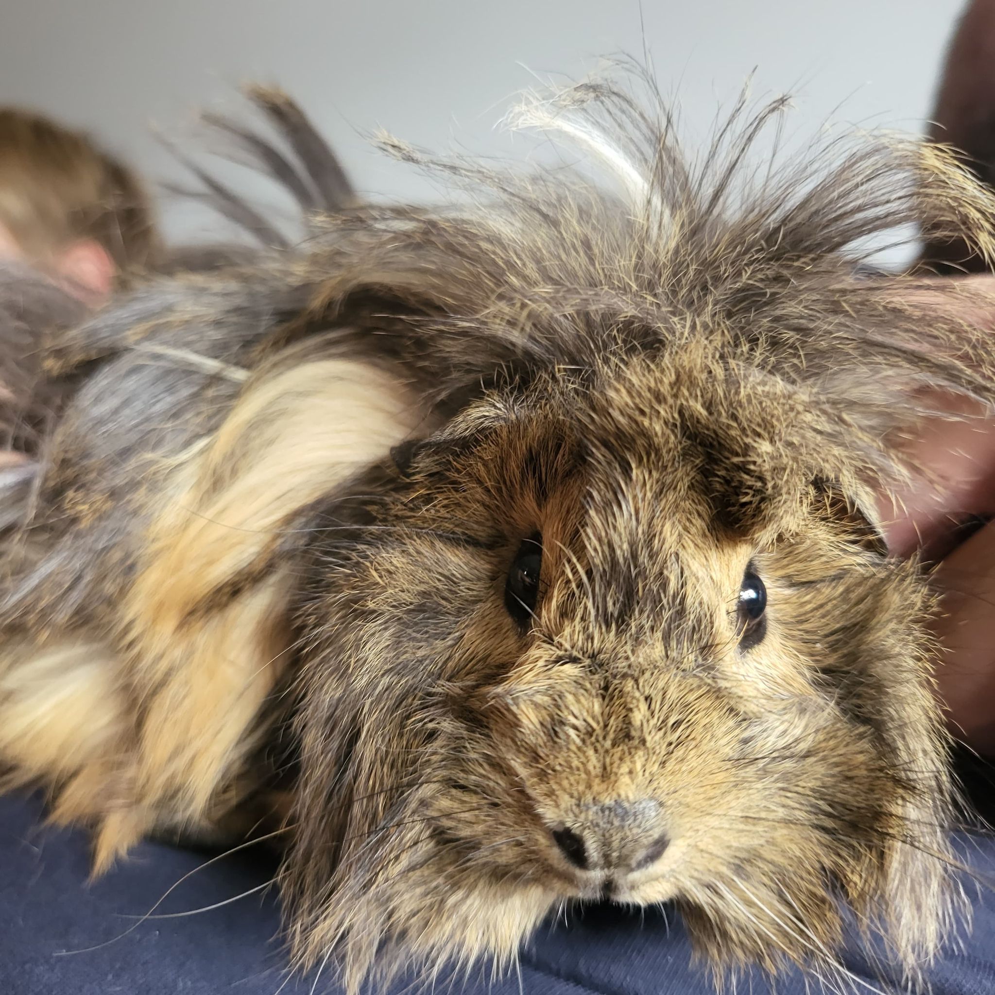Guinea Pigs - Animal Encounters