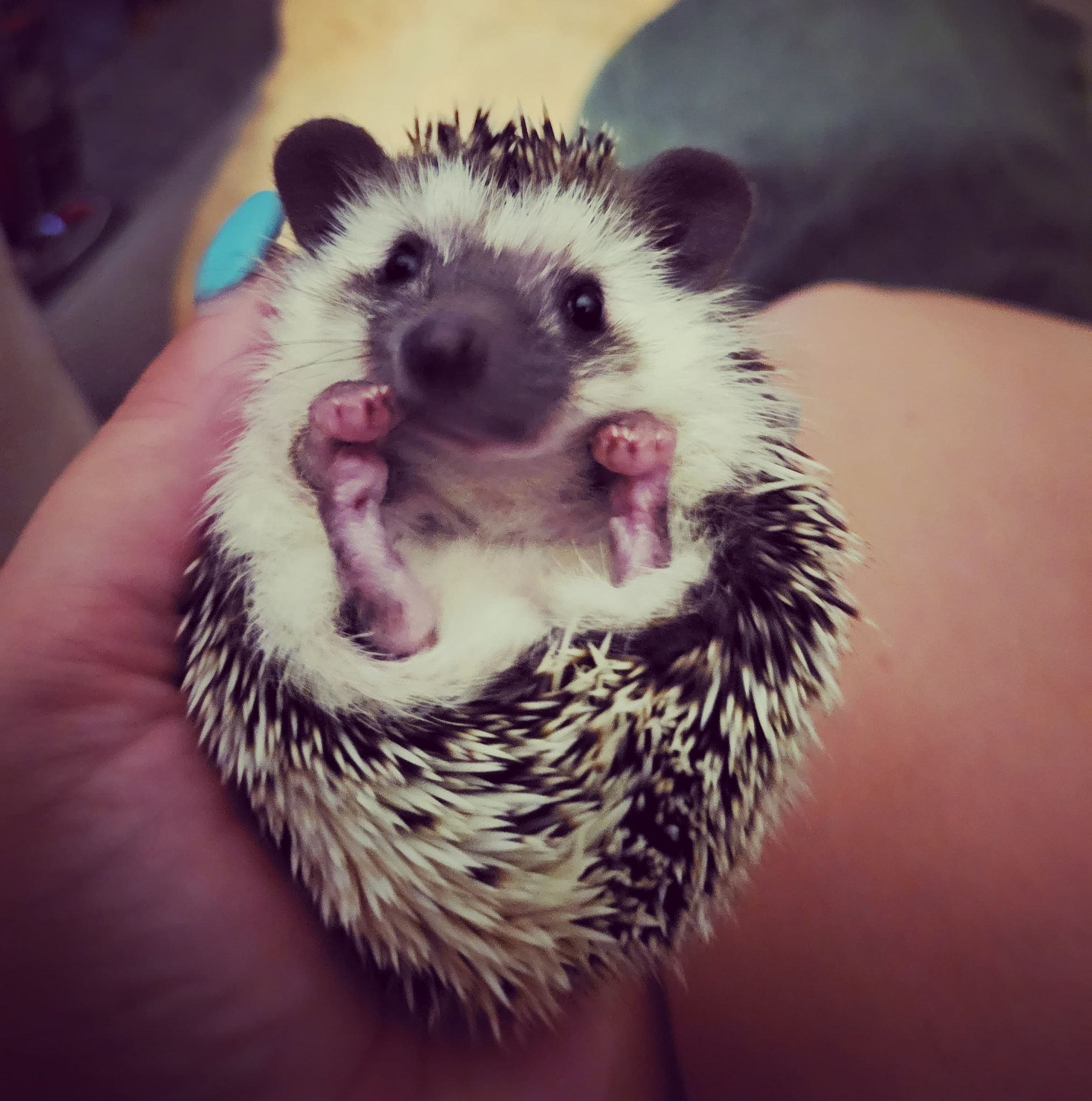 Hedgehog - Animal Encounters