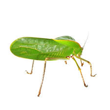 Katydid - Animal Encounters