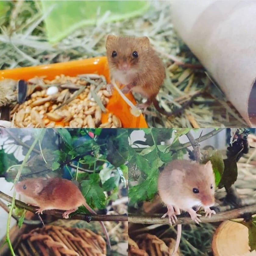 Harvest Mice - Animal Encounters