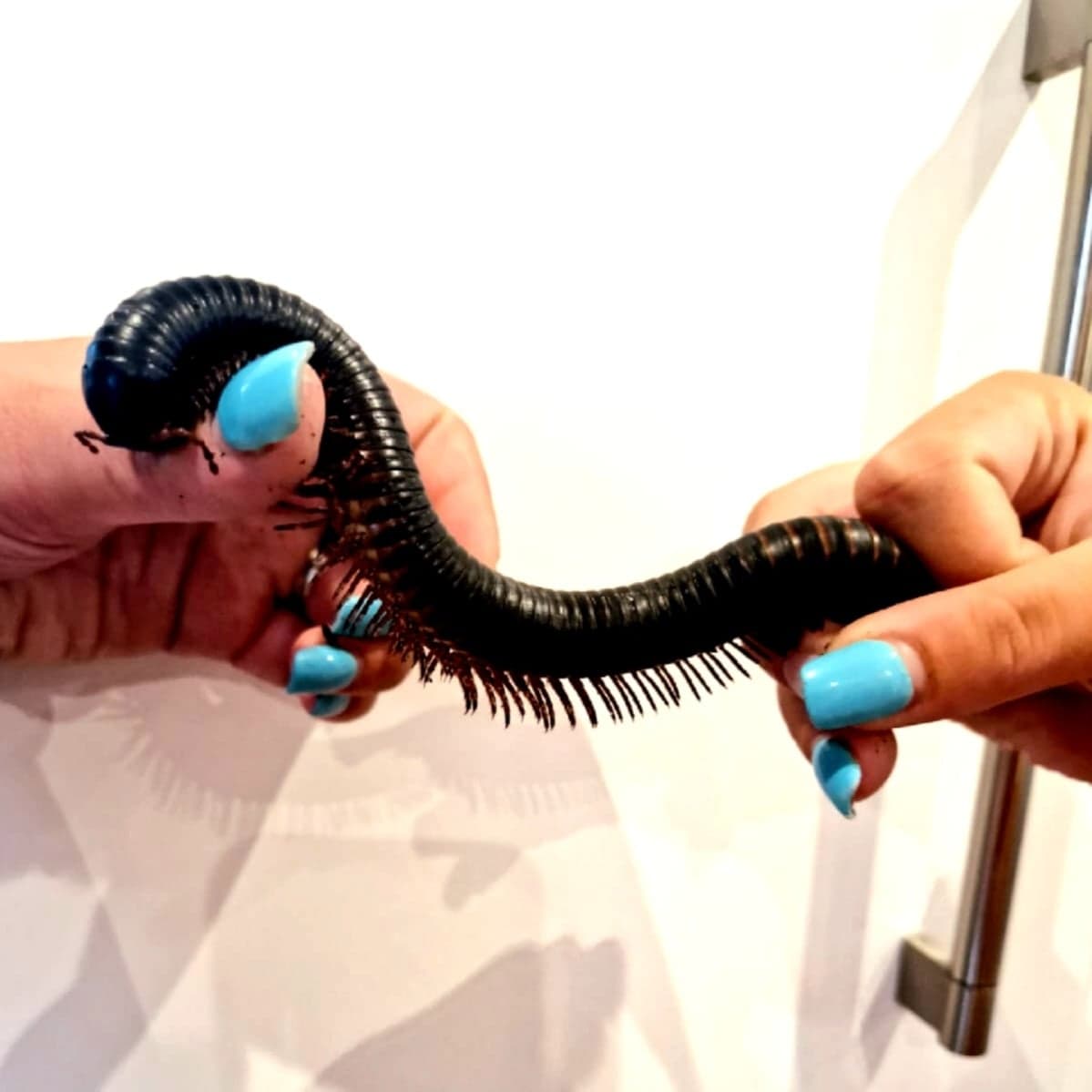 Giant African Millipedes - Animal Encounters