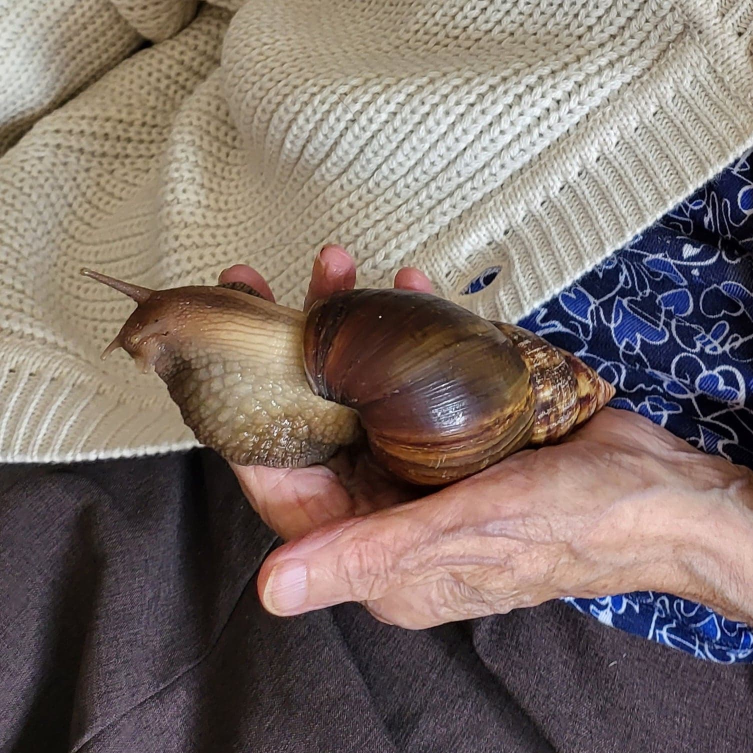Giant African Land Snails - Animal Encounters