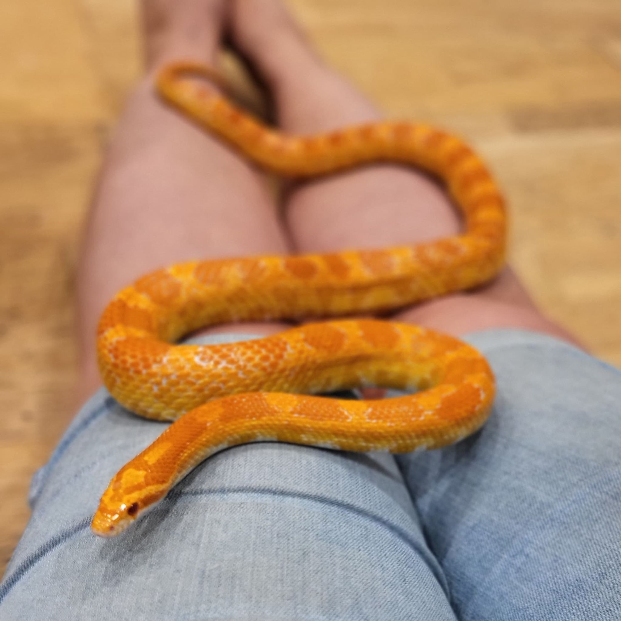 Corn Snake - Animal Encounters