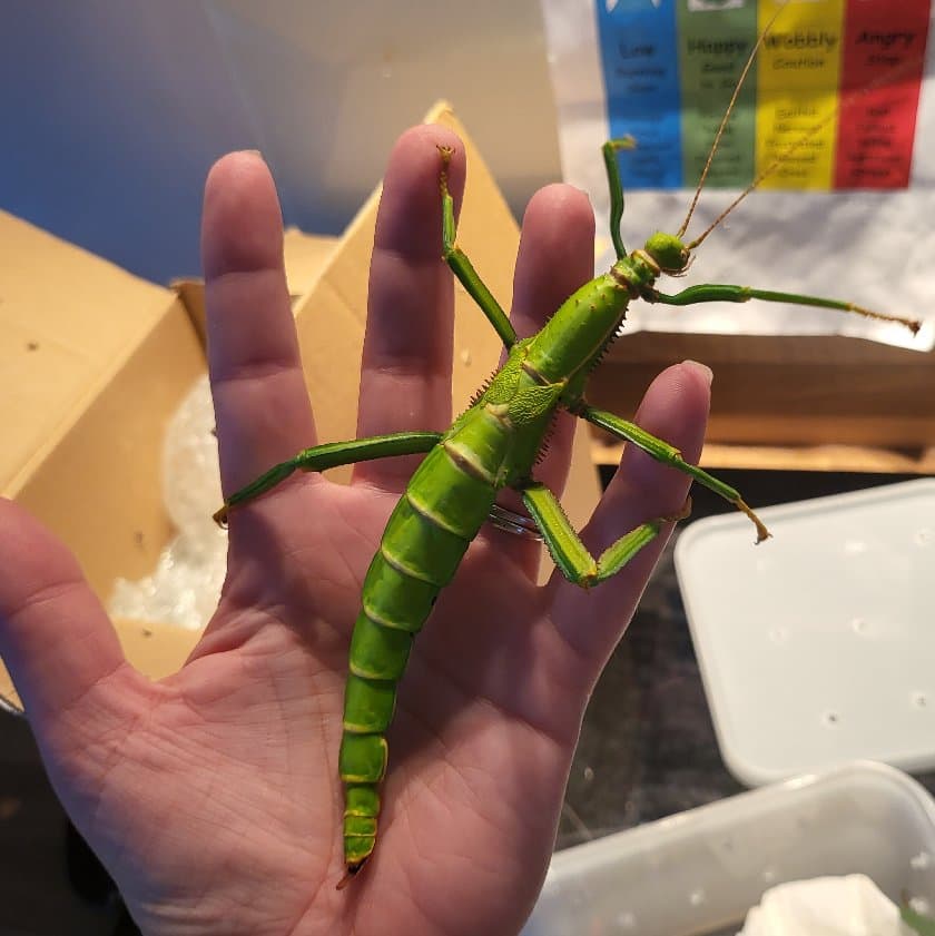 Green Bean Stick Insects - Animal Encounters