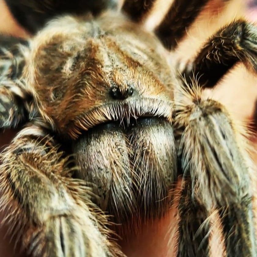 Chilean Rose Hair Tarantula - Animal Encounters