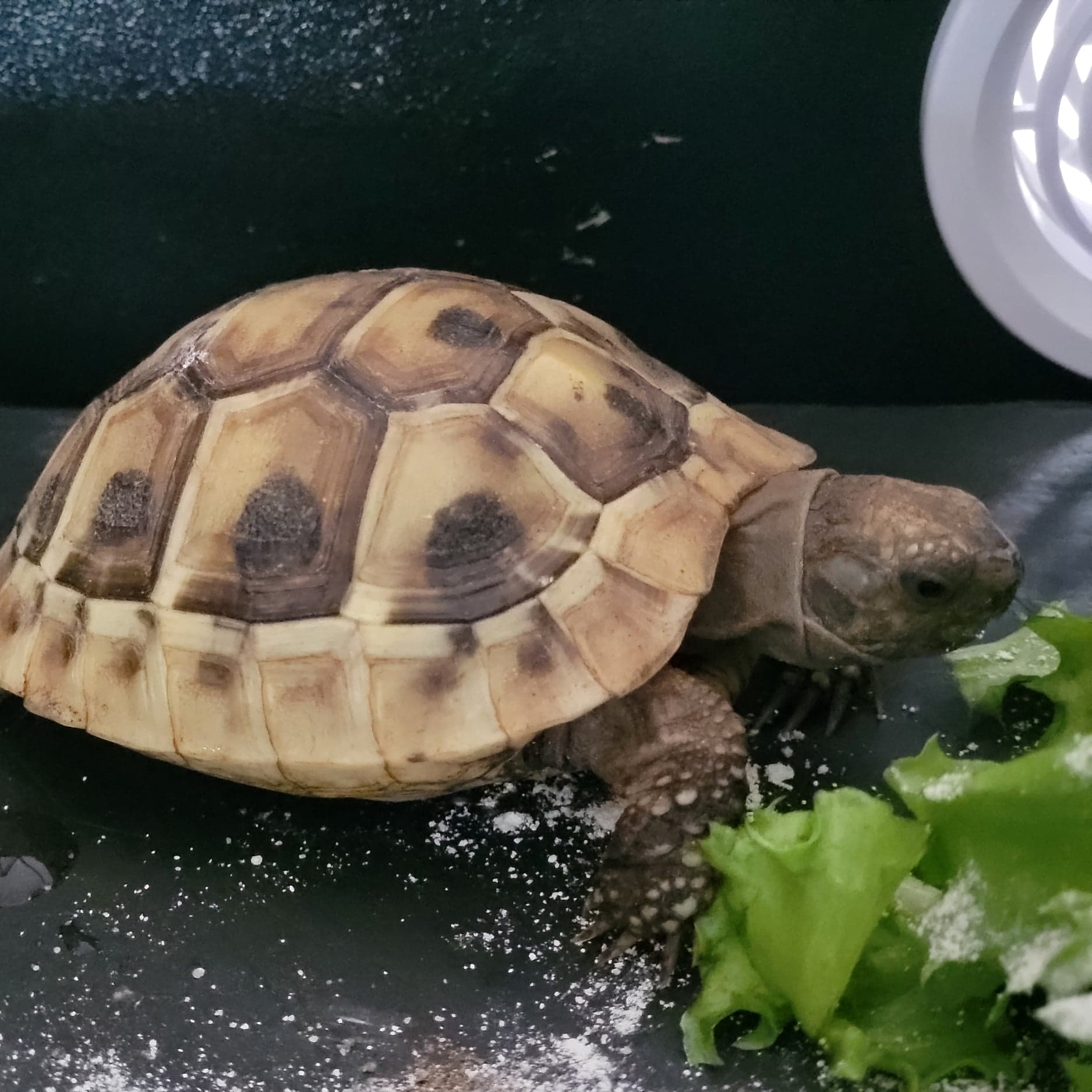 Hermann Tortoise - Animal Encounters